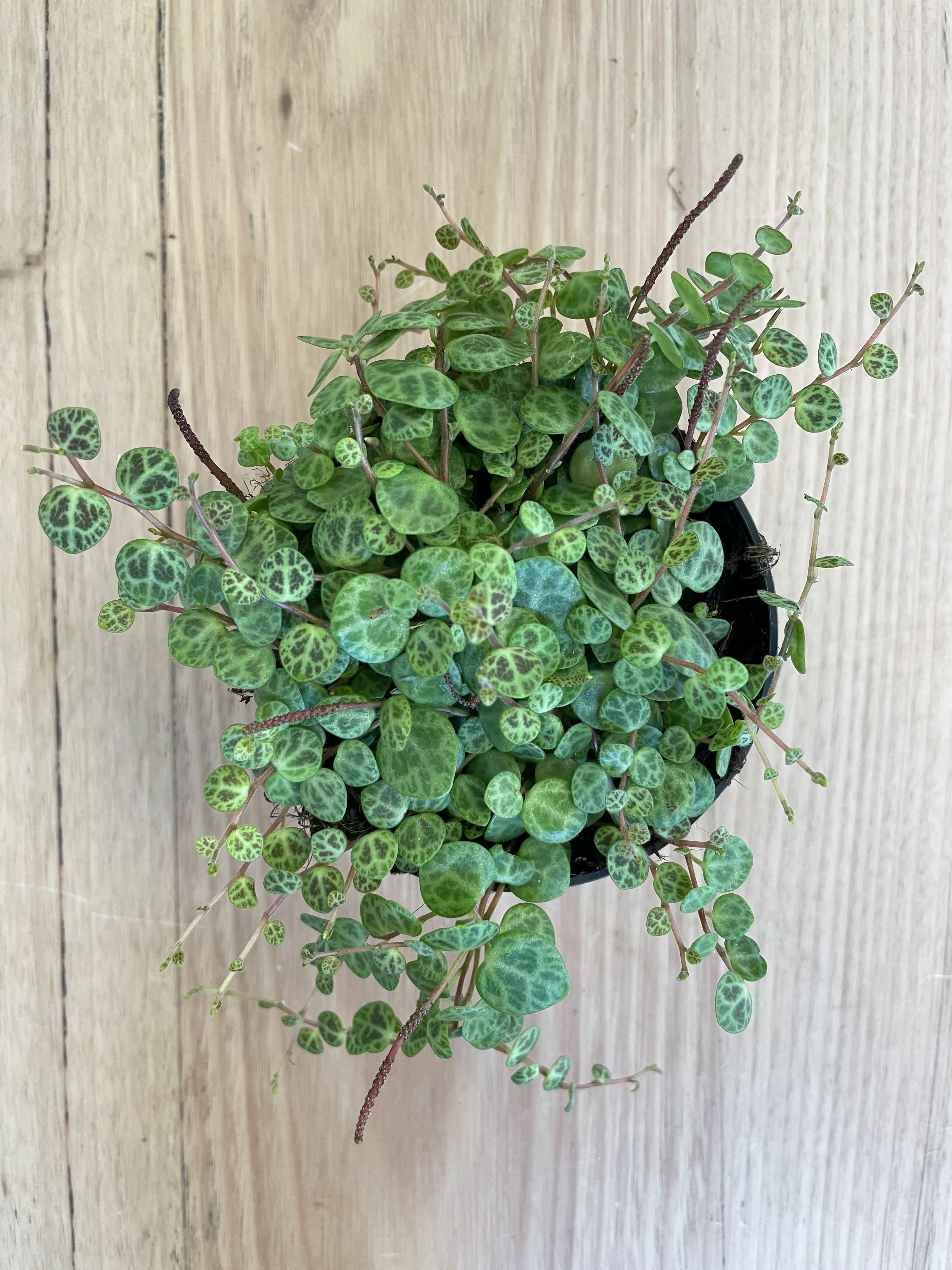 Peperomia rotundifolia 'Trailing Jade Necklace'