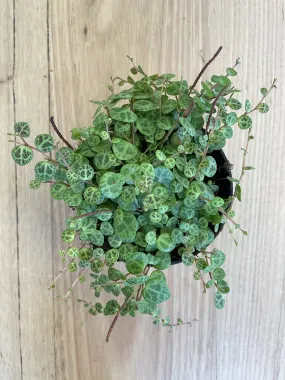 Peperomia rotundifolia 'Trailing Jade Necklace'